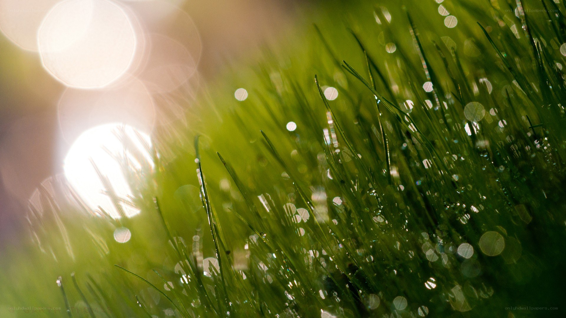 Dewy grass in morning light