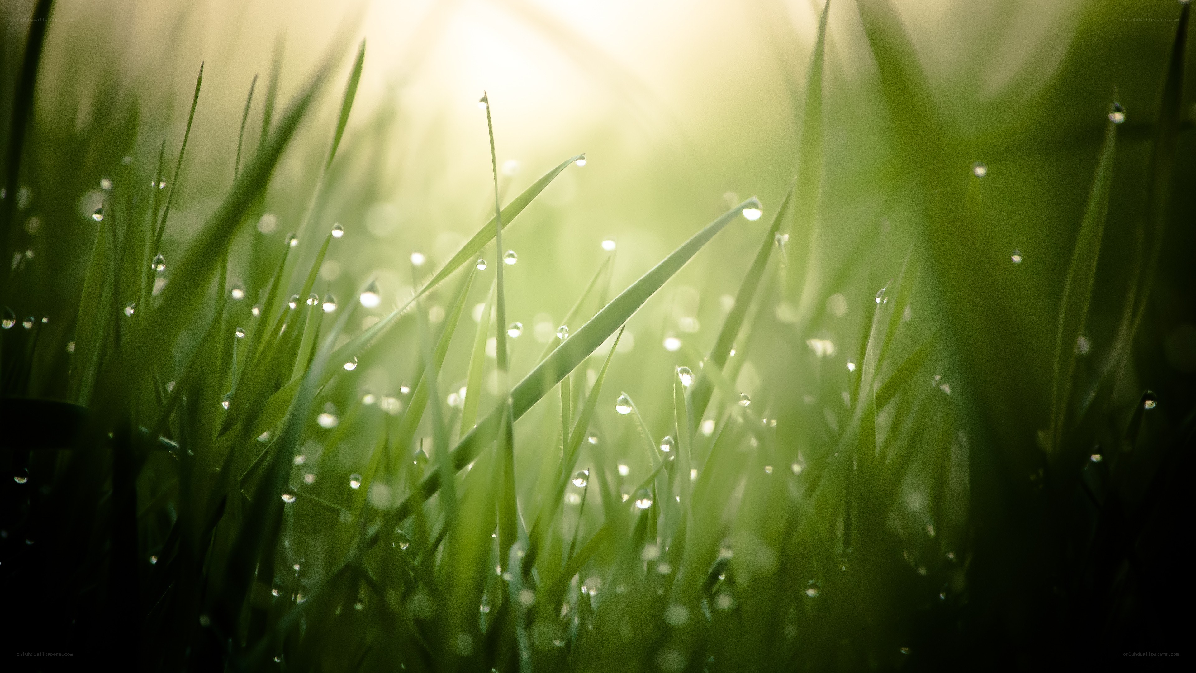 Dewy grass in morning light