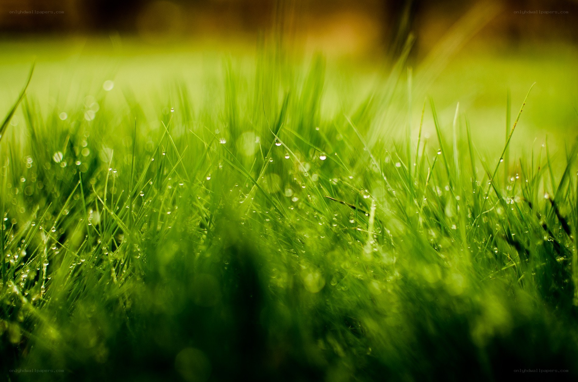 Dewy grass in morning light