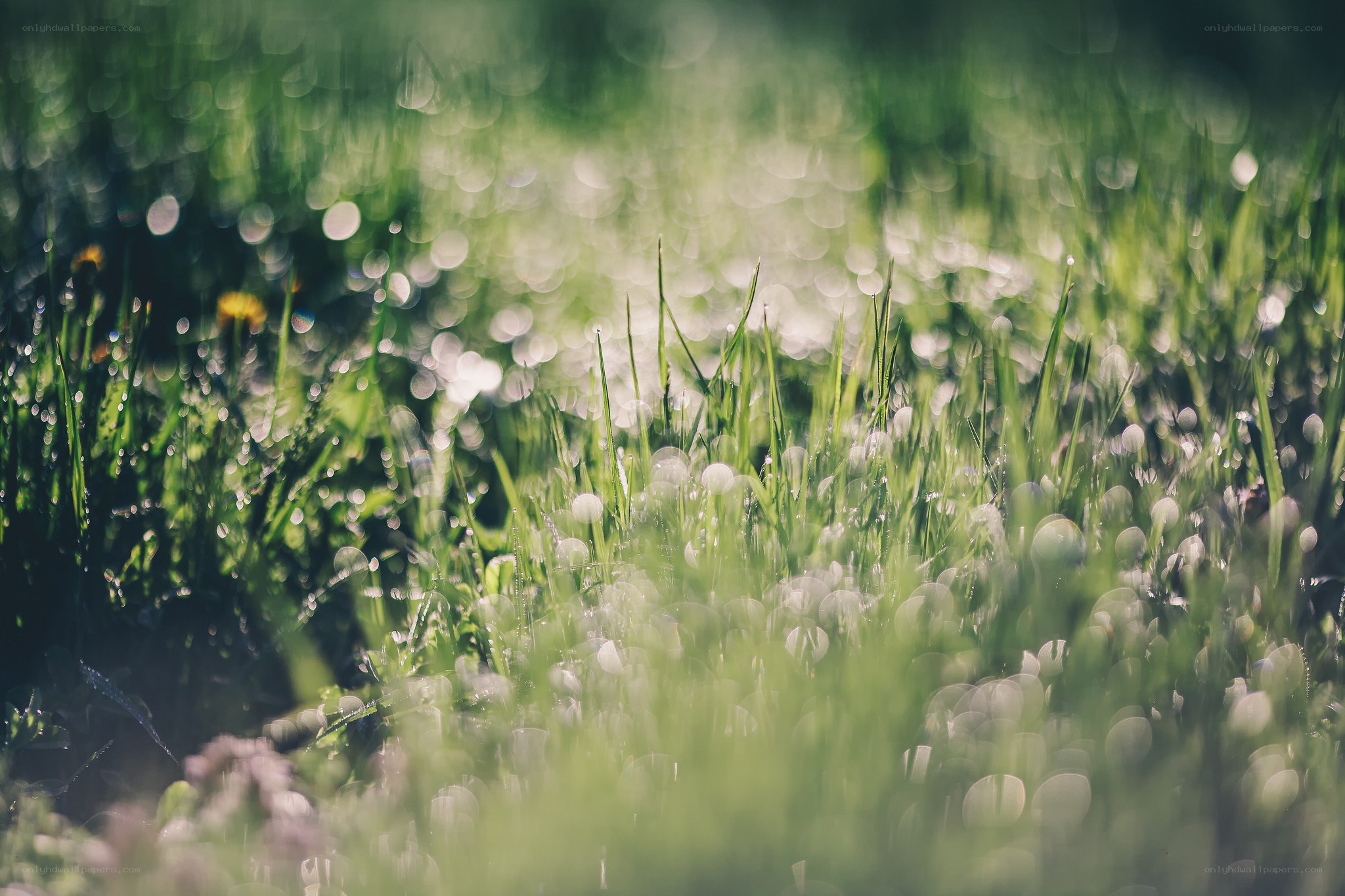 Dewy grass in morning light
