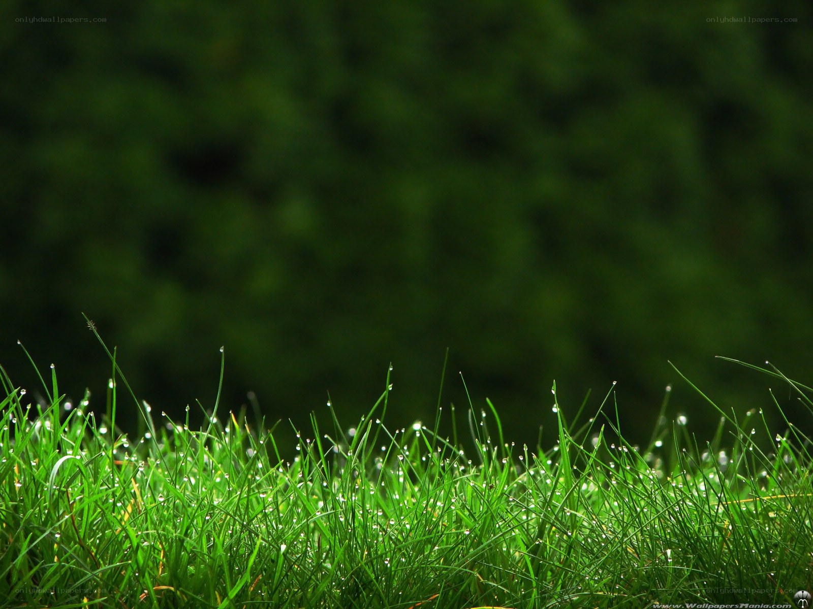 dewy grass in morning light