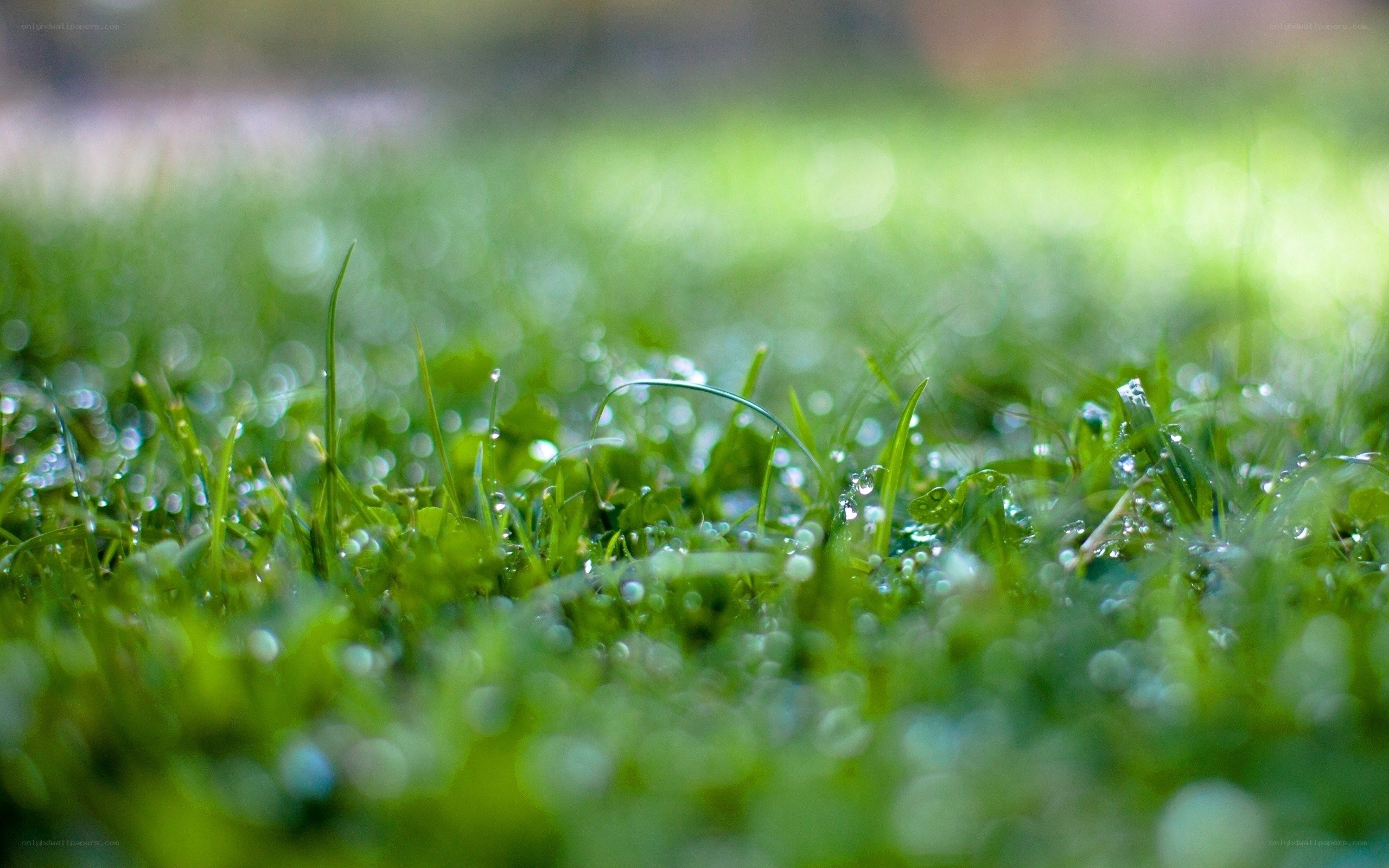 Dewy grass in morning light