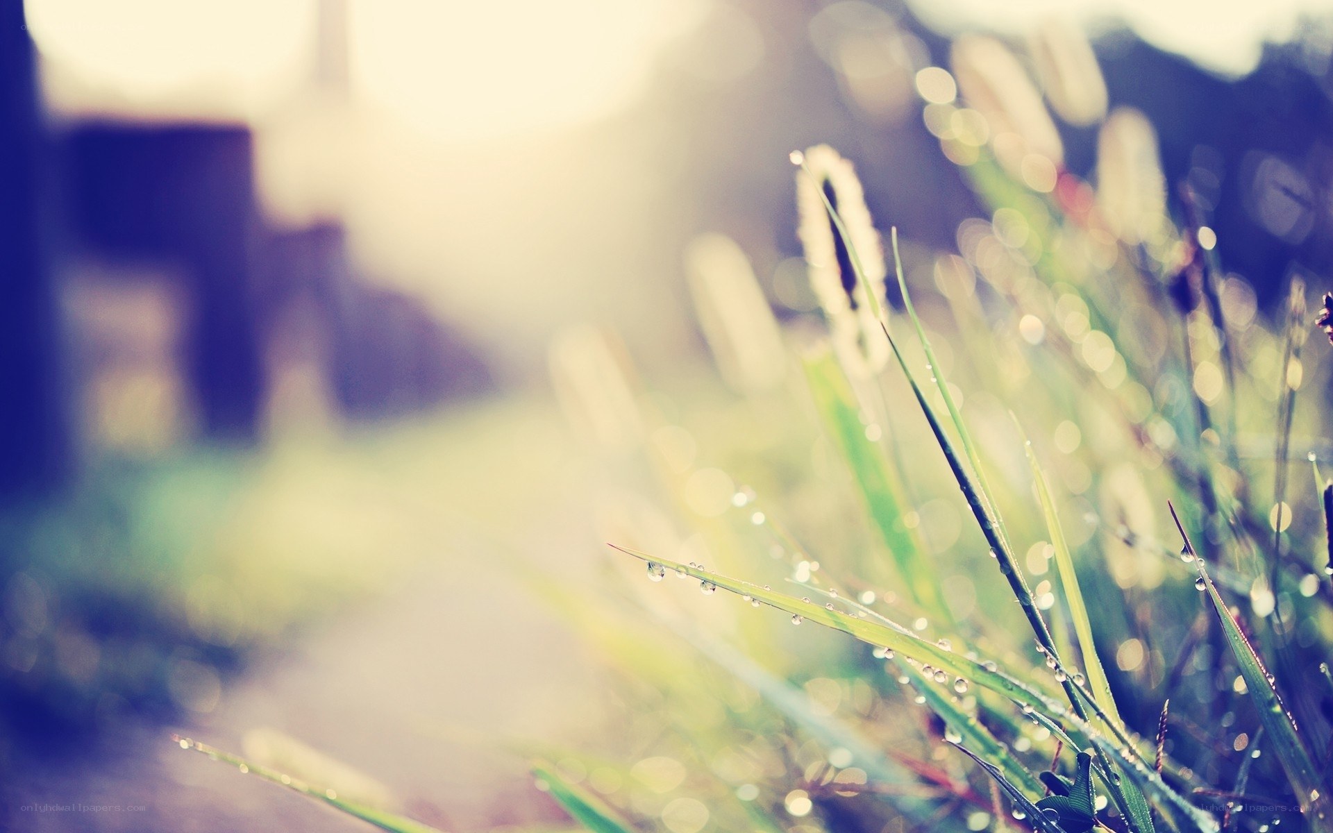 dewy grass in morning light