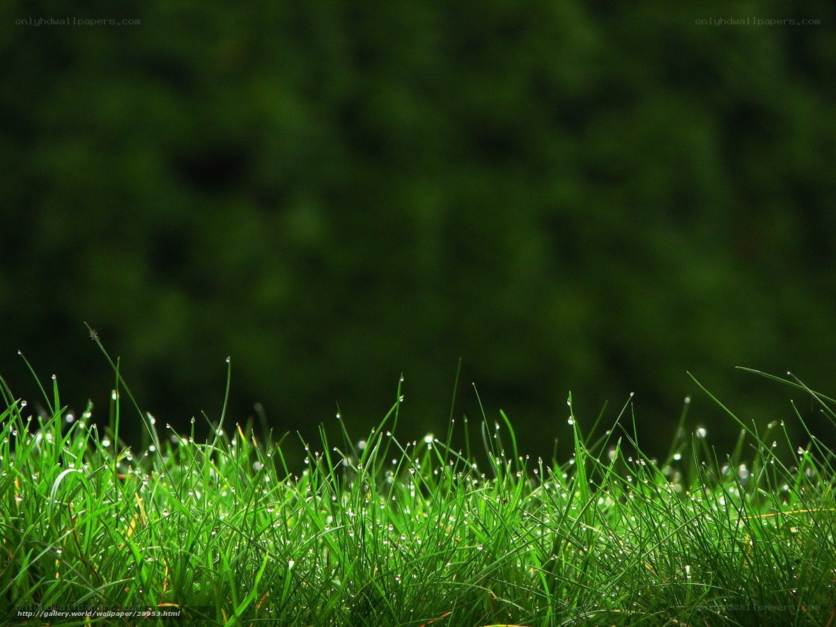Dewy grass in morning light