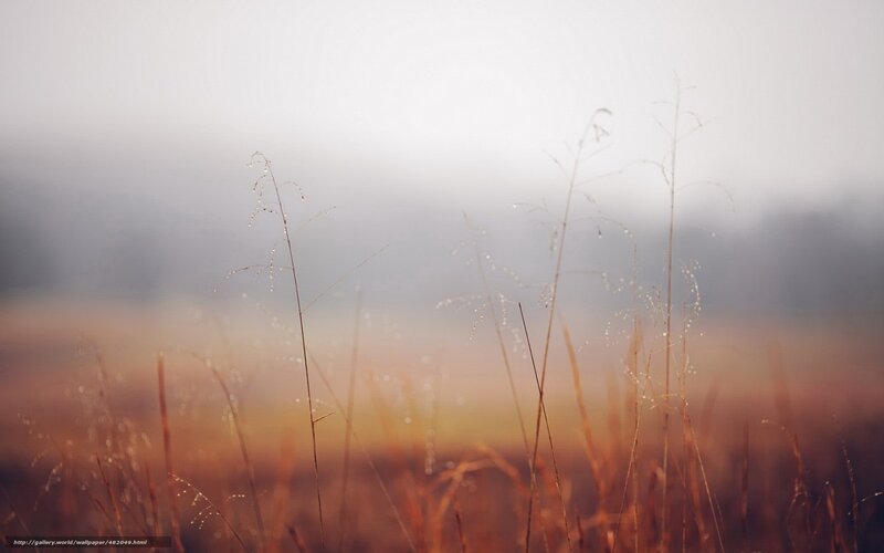 Dewy grass in morning mist