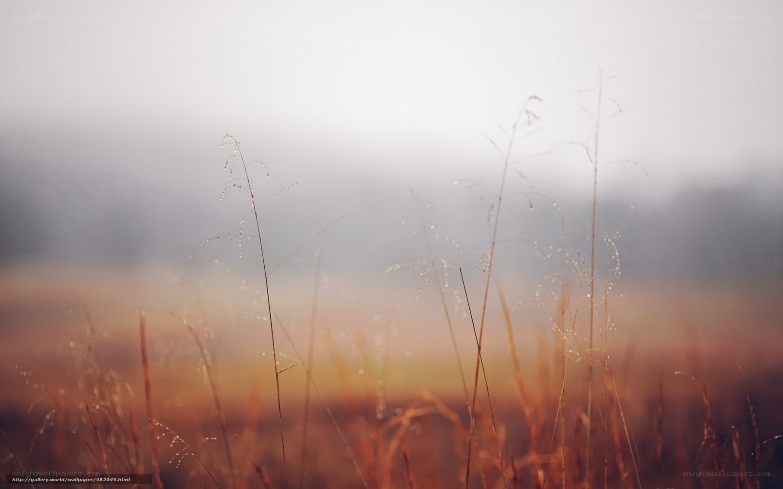 Dewy grass in morning mist