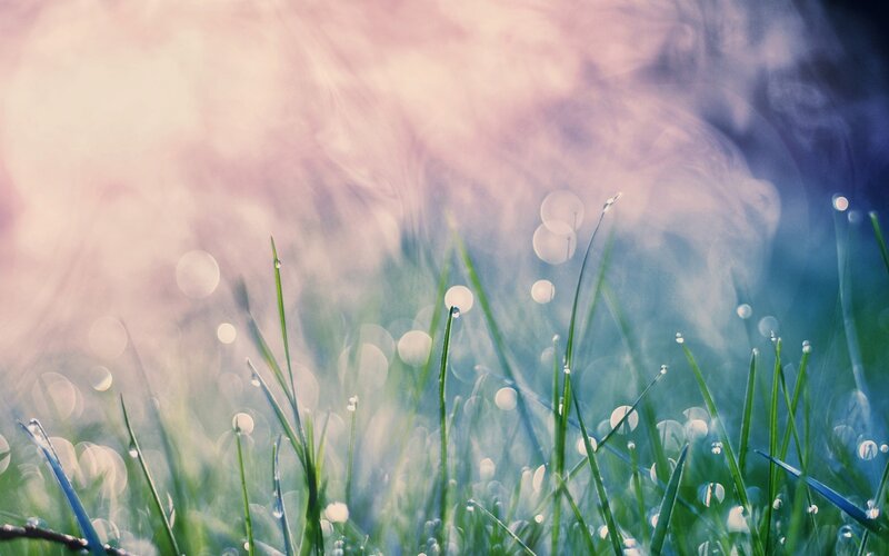 Dewy grass in soft light
