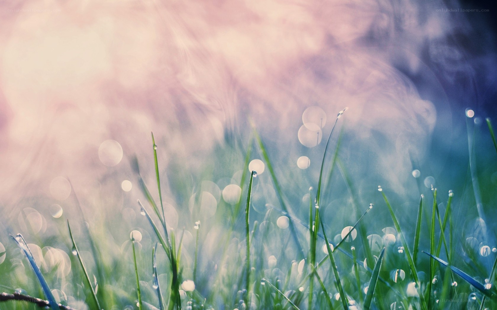Dewy grass in soft light