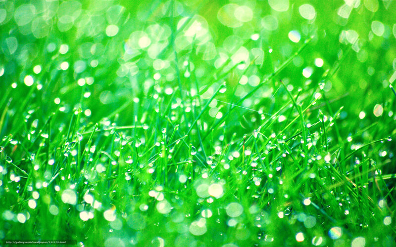 Dewy grass in sunlight
