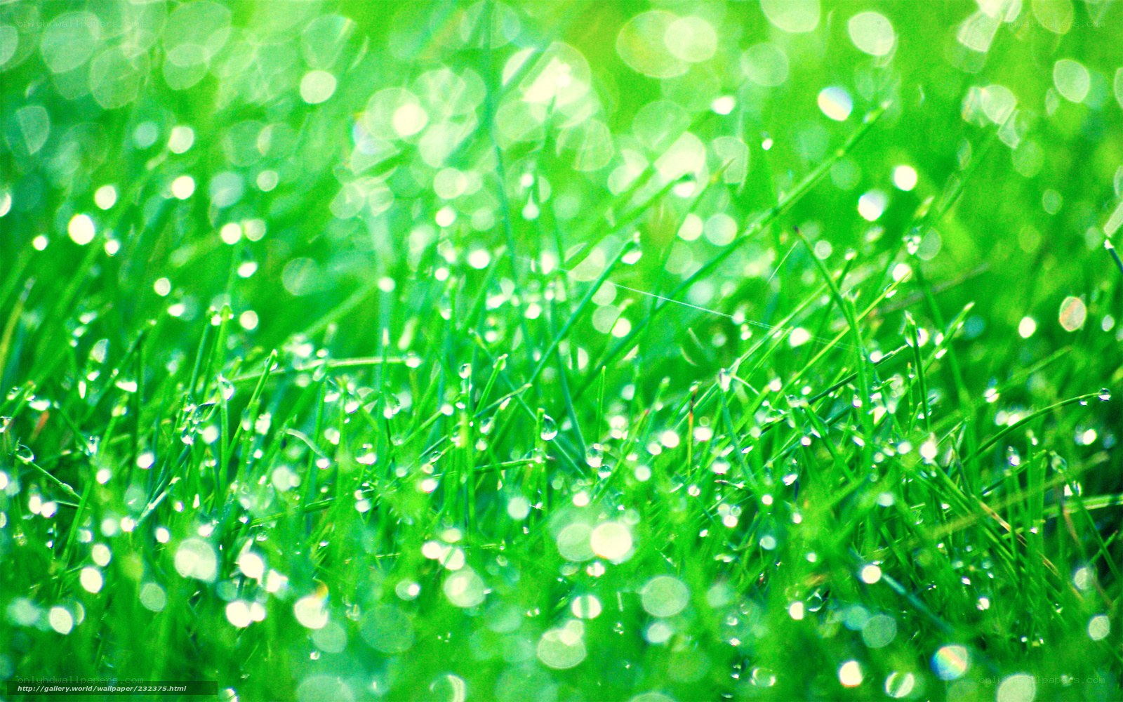 Dewy grass in sunlight