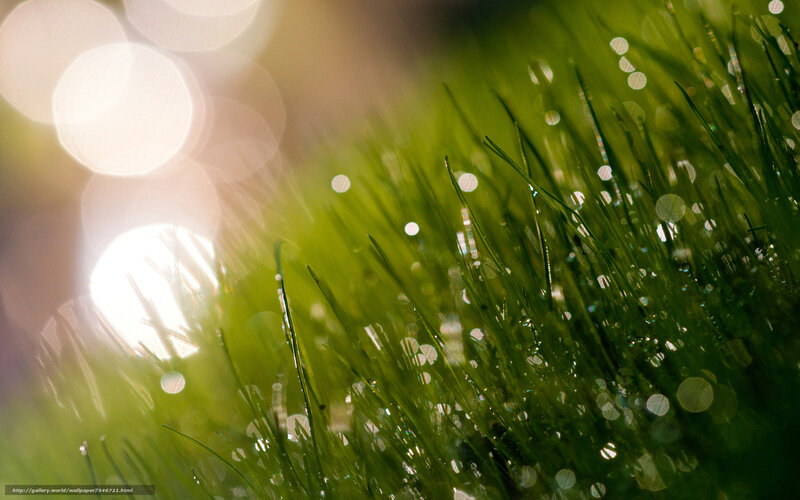 Dewy grass in sunlight