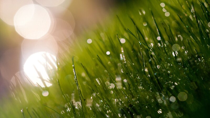dewy grass in sunlight