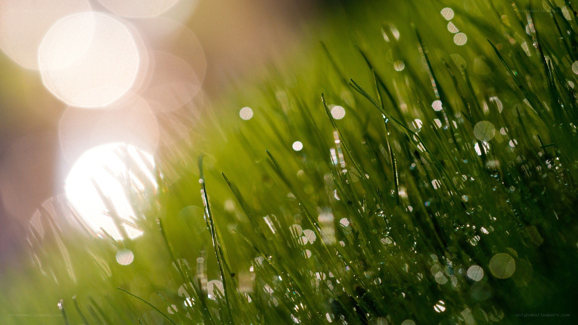 dewy grass in sunlight