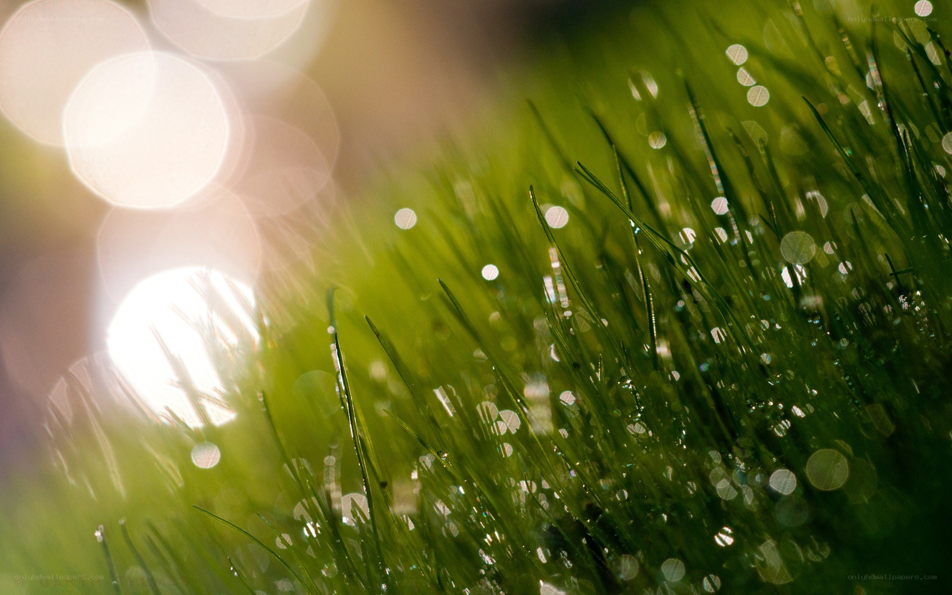 dewy grass in sunlight