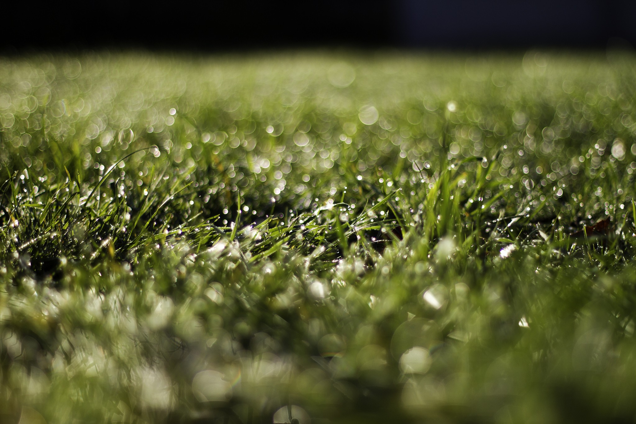 Dewy grass in sunlight