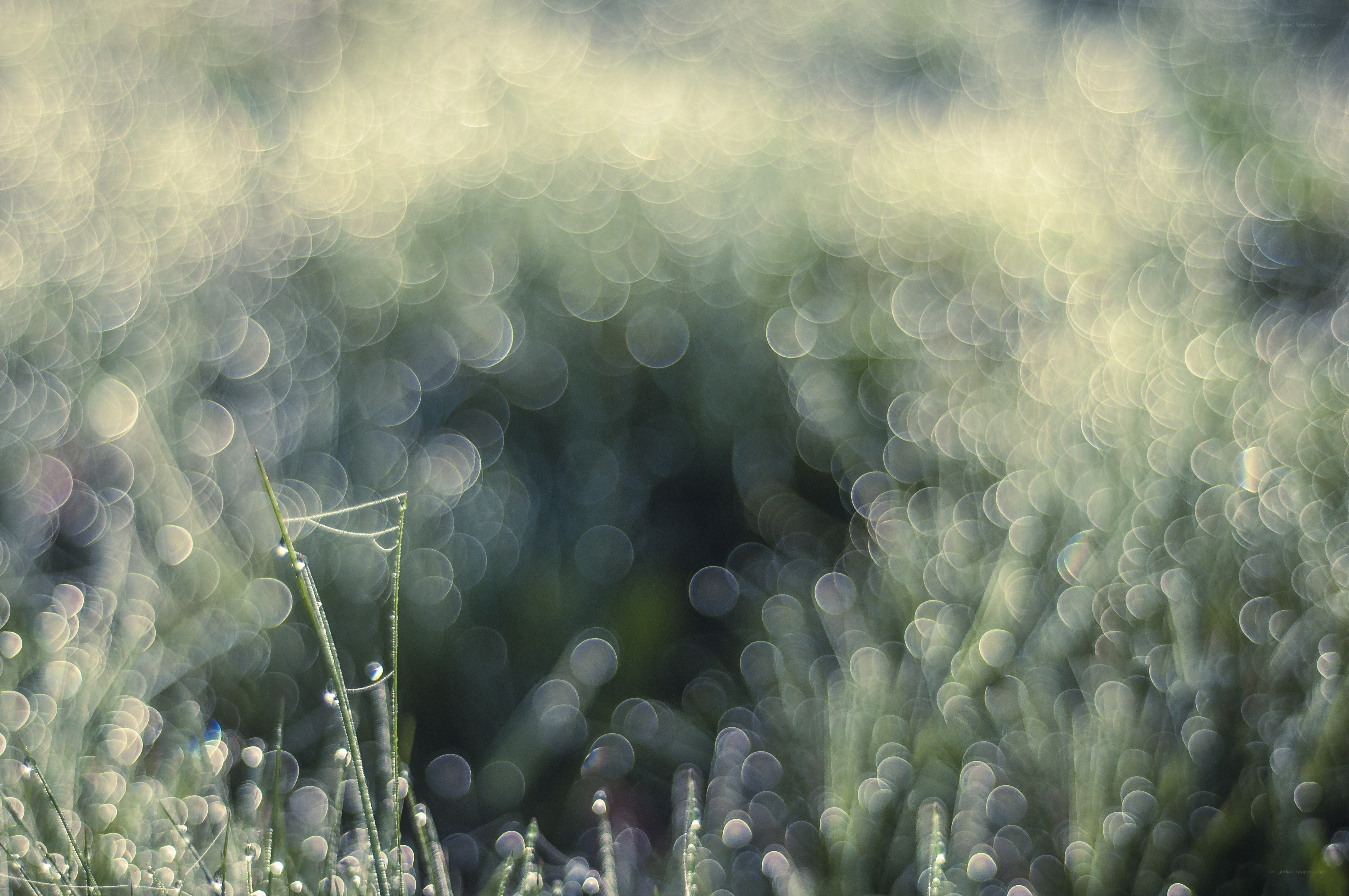 Dewy grass with bokeh background