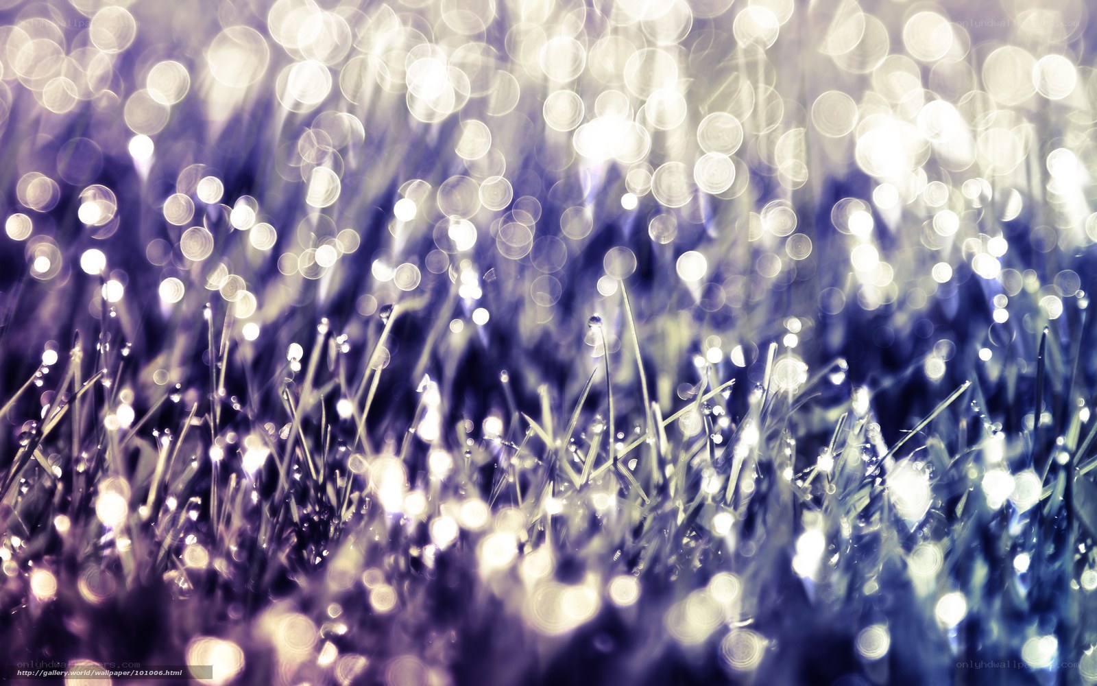 Dewy grass with bokeh lights