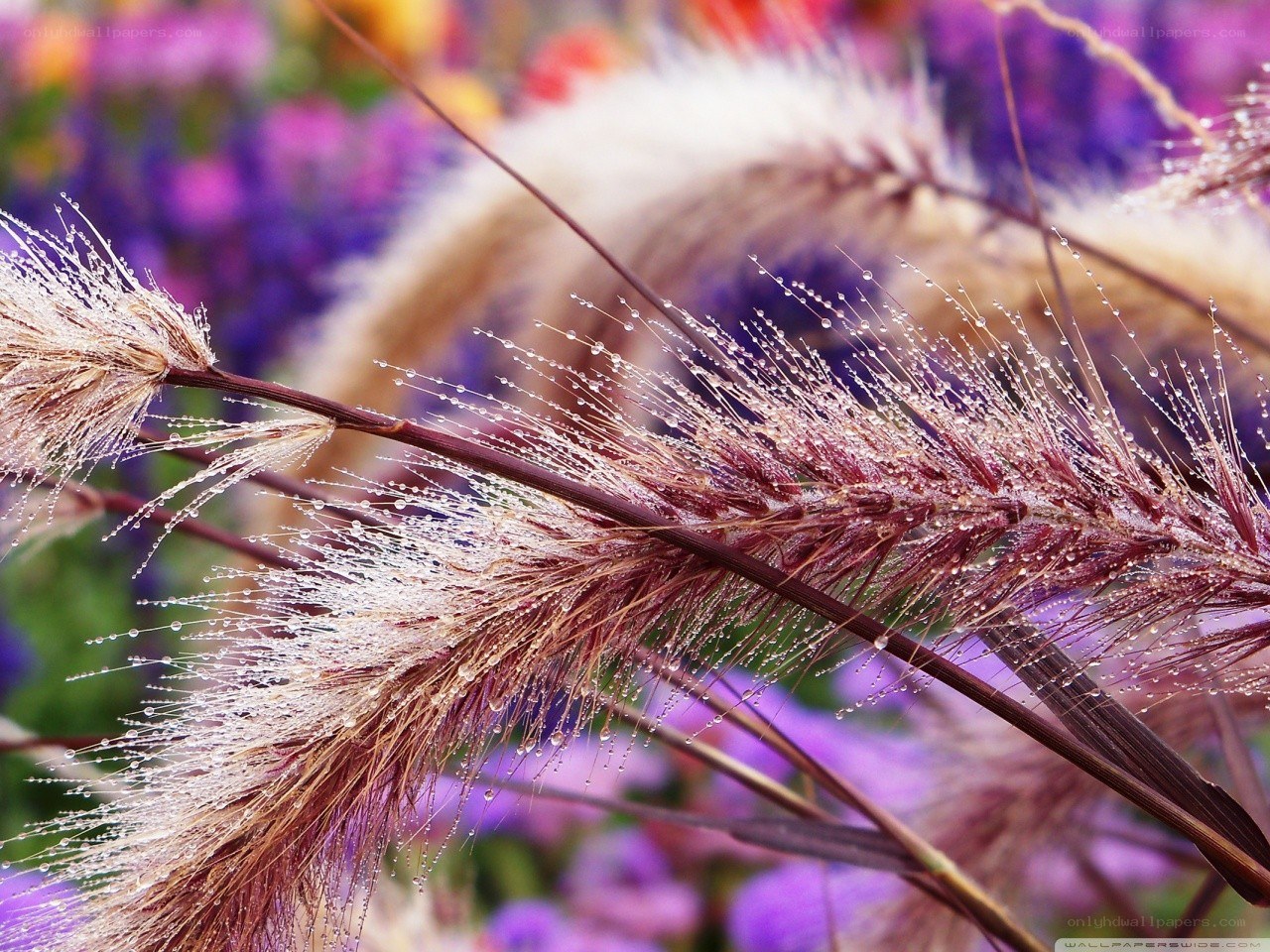 Dewy grass with purple flowers