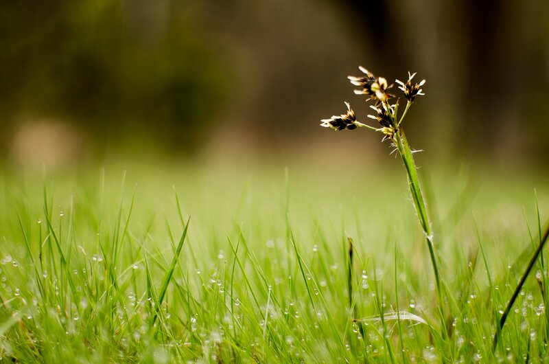 dewy grass with wildflower