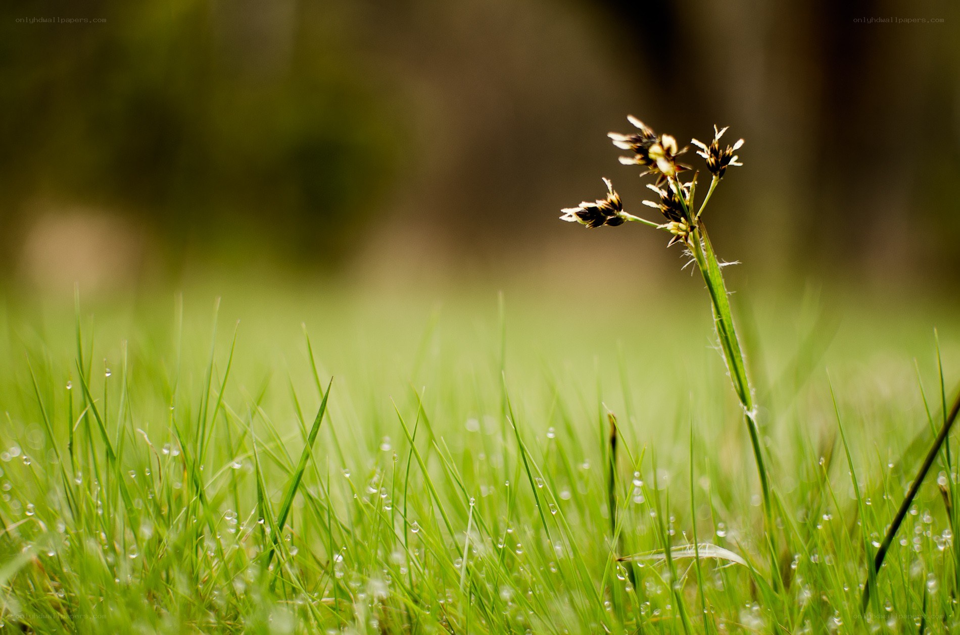 dewy grass with wildflower