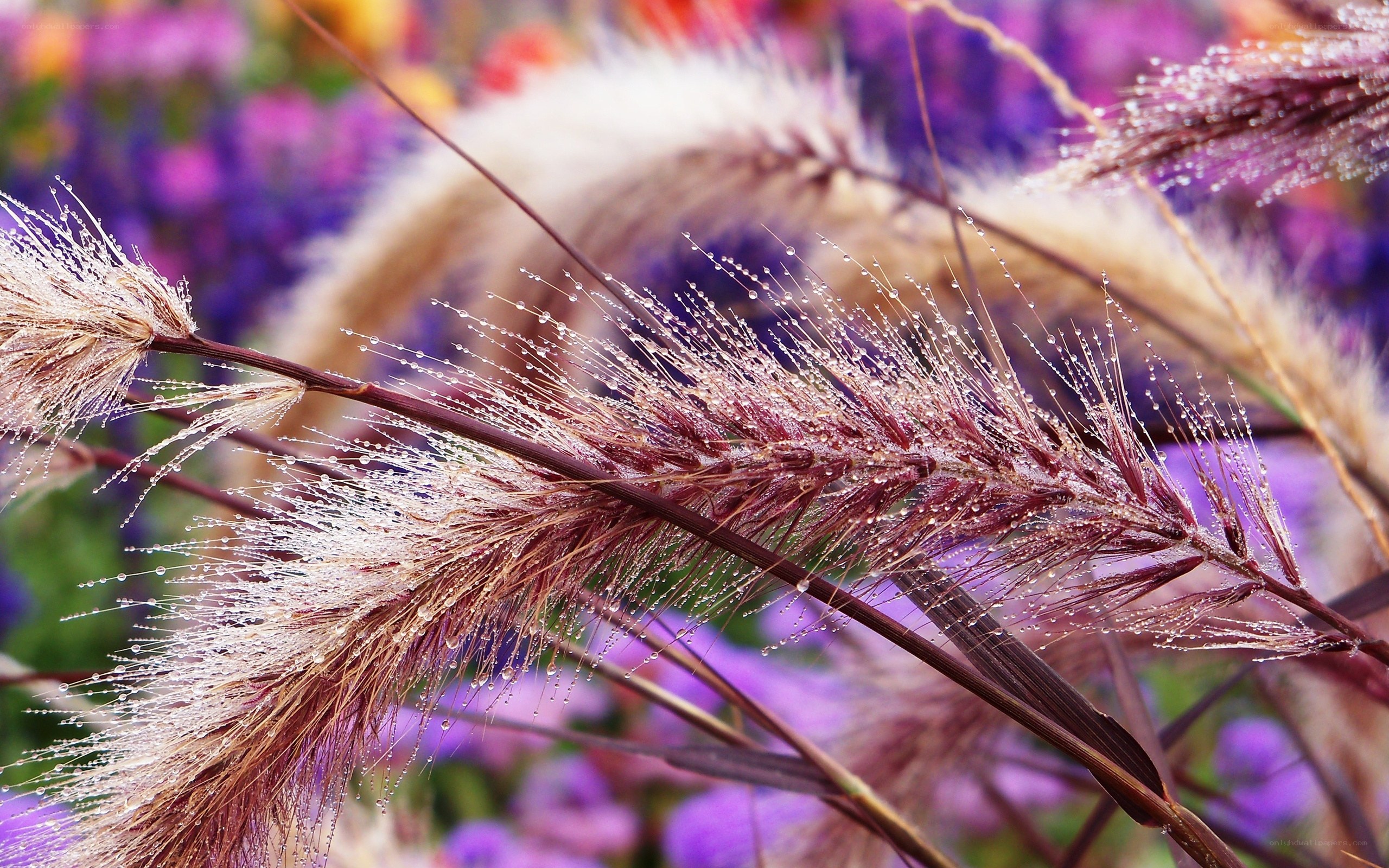 Dewy grasses in a colorful field