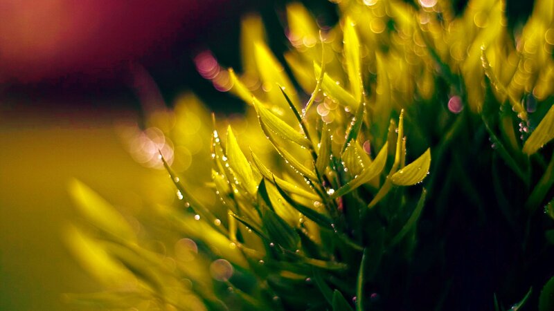 Dewy leaves in golden light