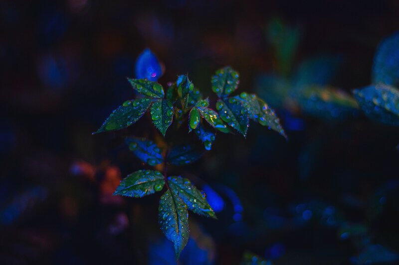 Dewy leaves under blue light