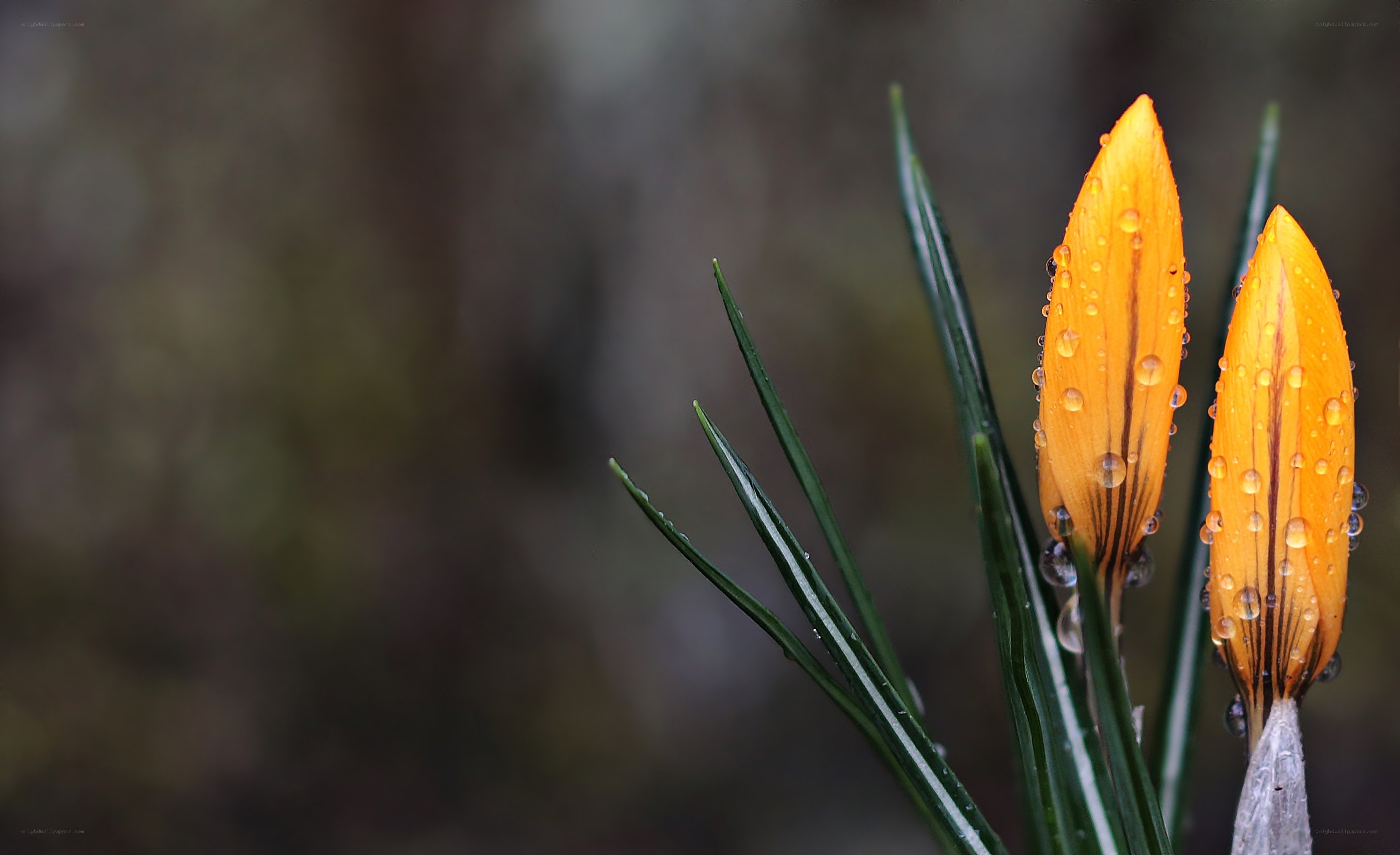 Dewy orange crocus buds