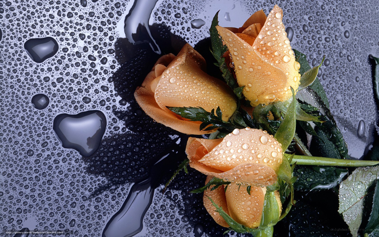 Dewy orange roses on wet surface