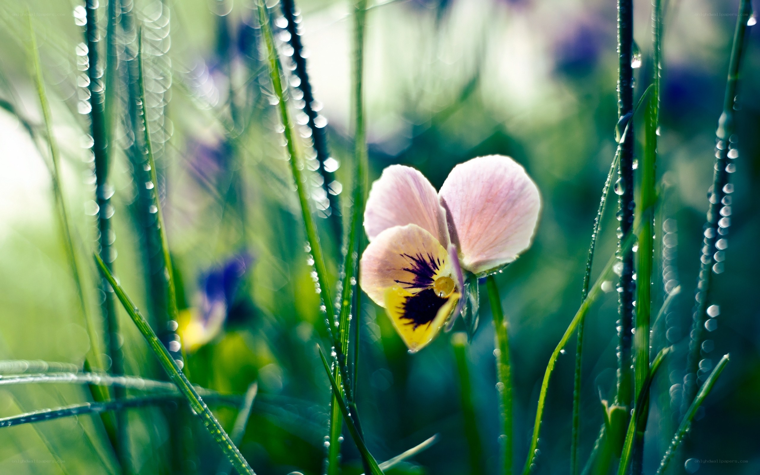 Dewy pansy in grass