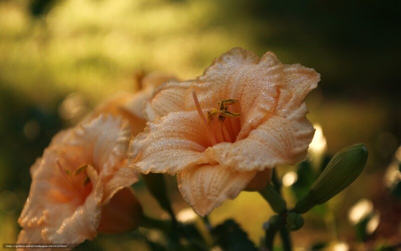 Dewy peach daylilies in sunlight