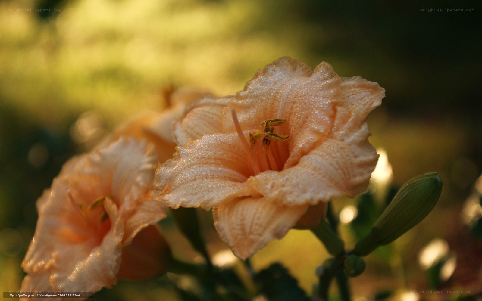 Dewy peach daylilies in sunlight