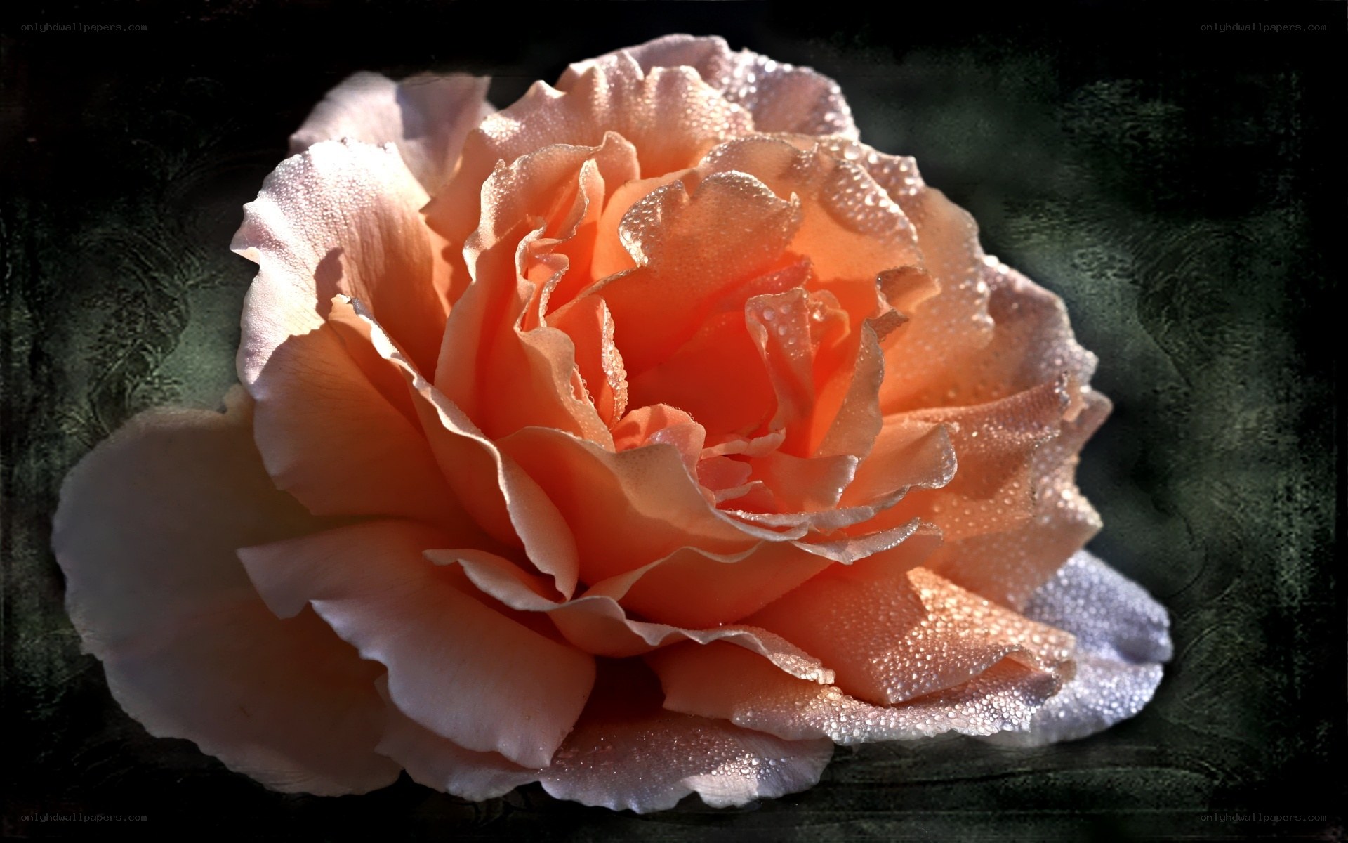 Dewy peach rose bloom