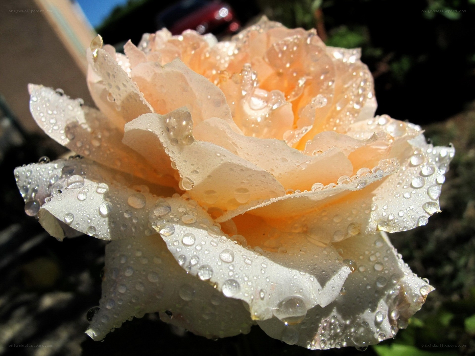 Dewy peach rose flower