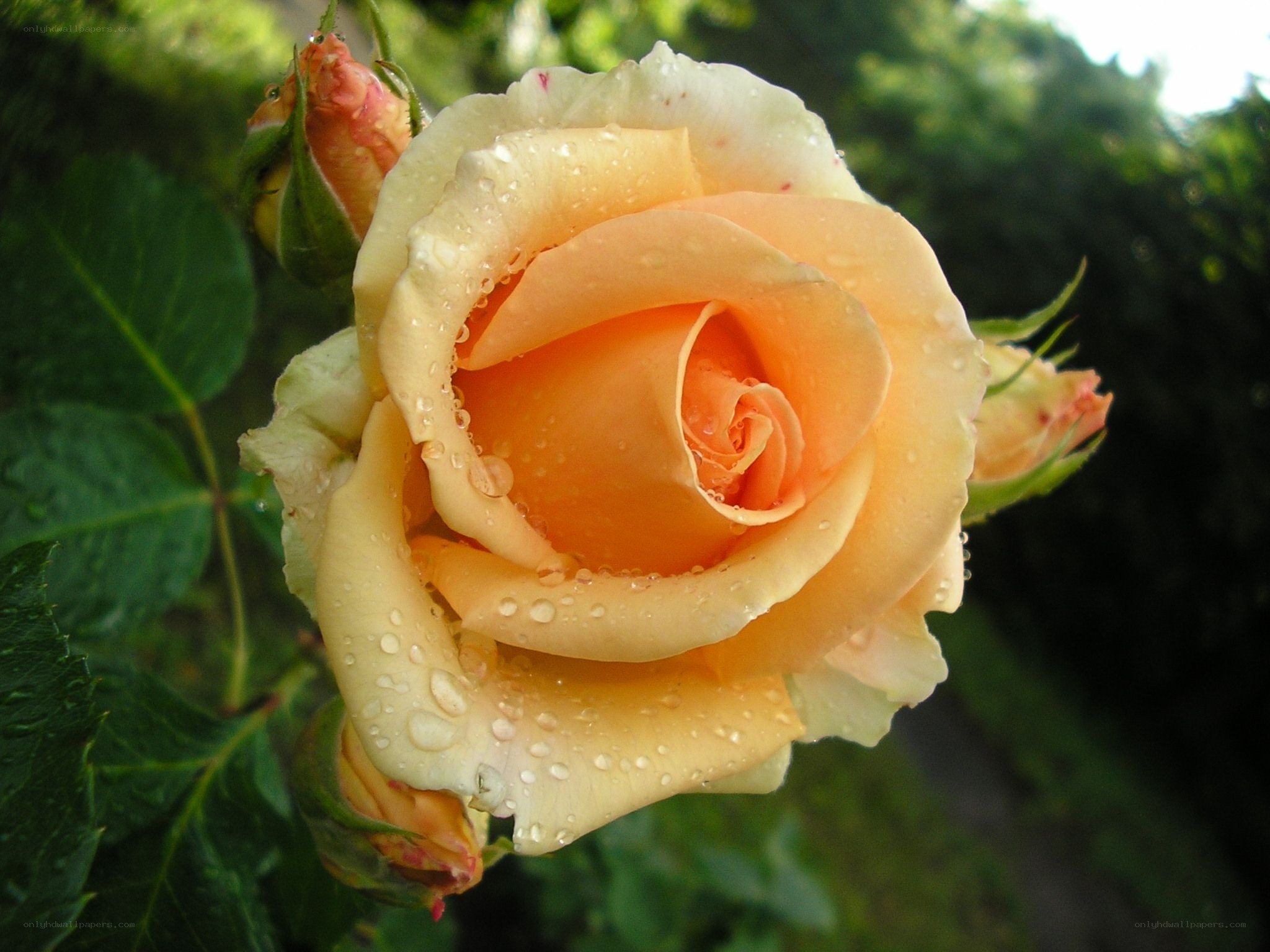 Dewy peach rose in bloom