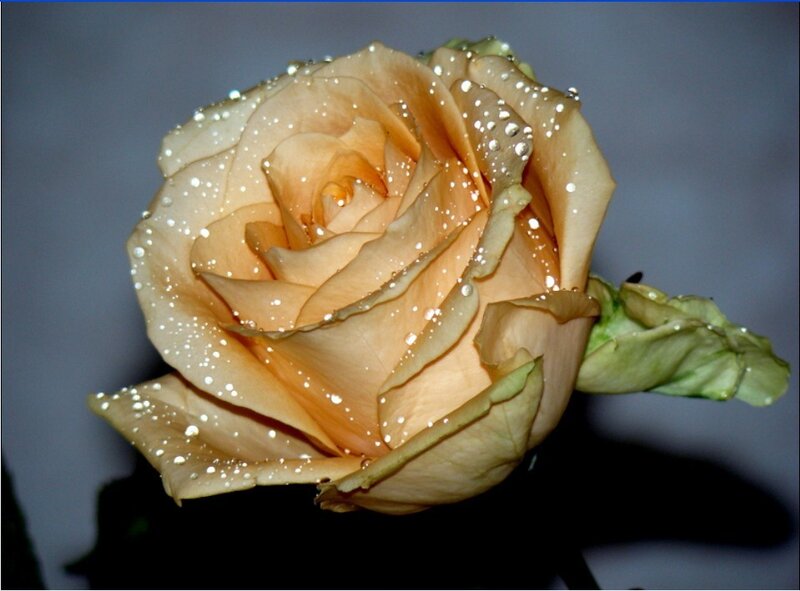 Dewy peach rose