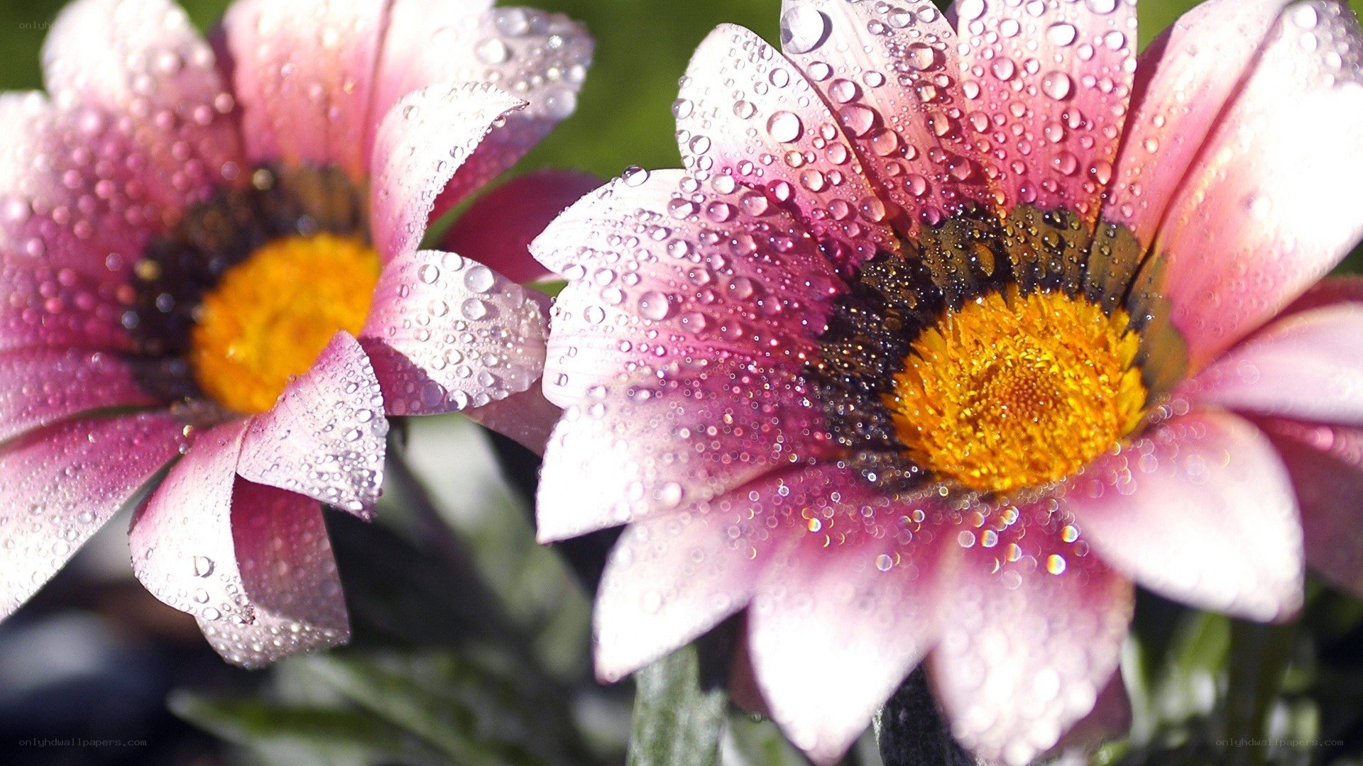 Dewy pink daisies in sunlight