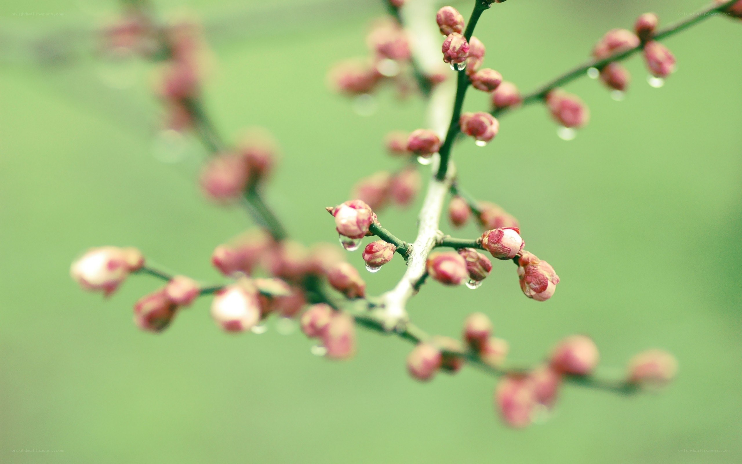 Dewy plum blossoms on a branch