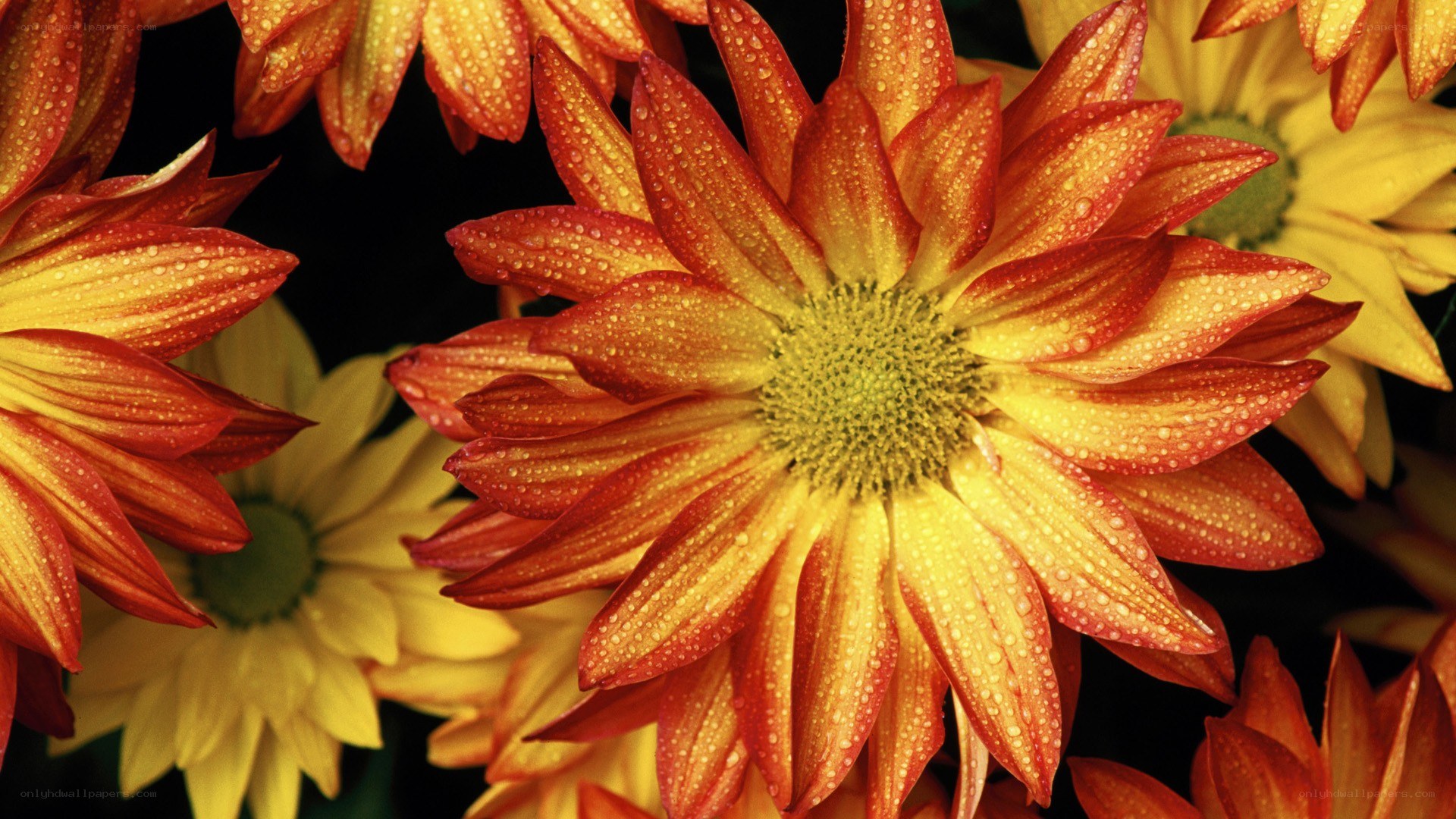 Dewy red and yellow flowers