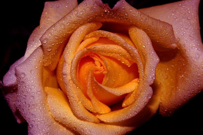 Dewy rose in close-up