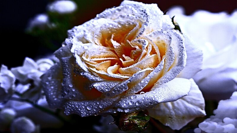 Dewy rose in close-up