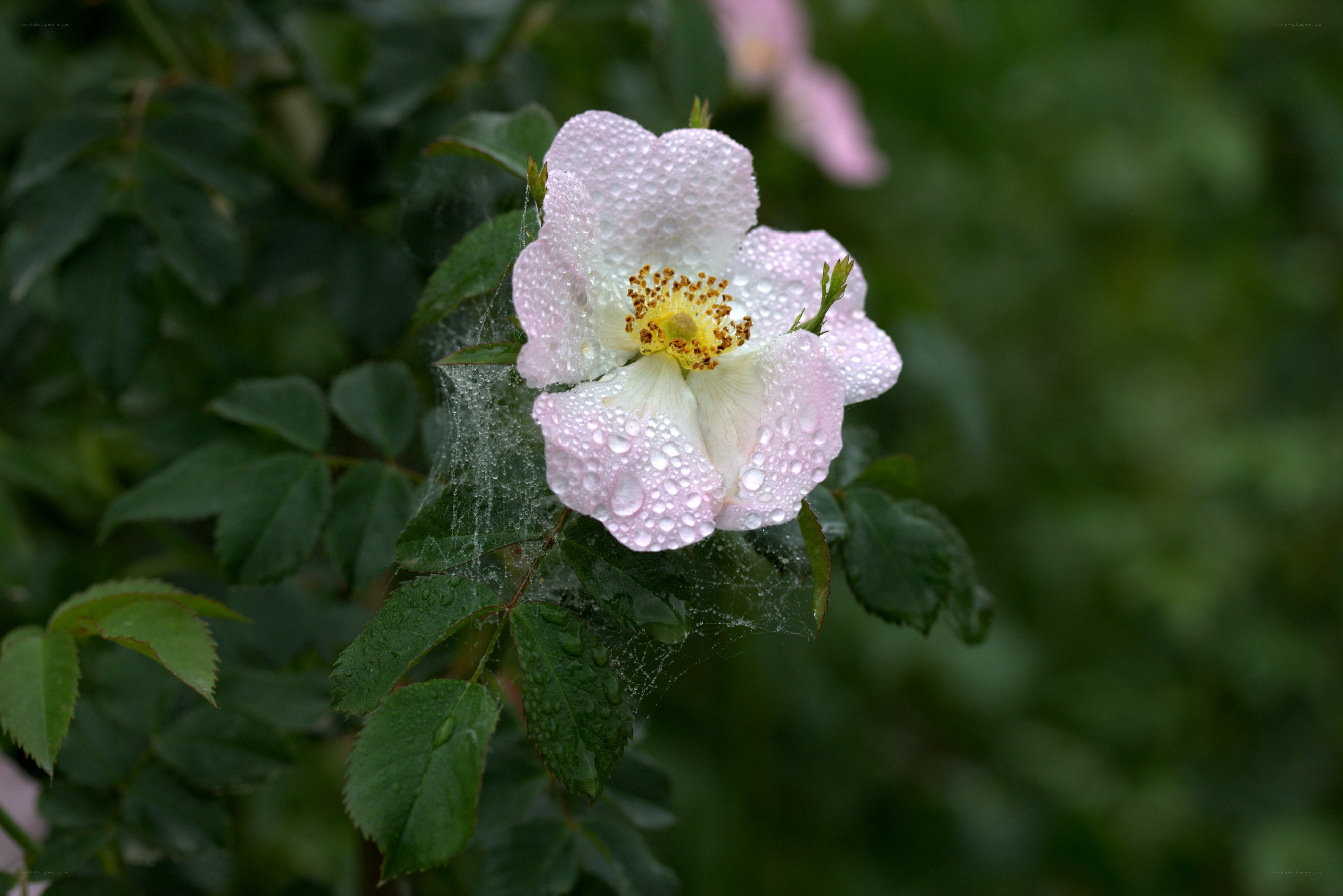 Dewy rose in morning light