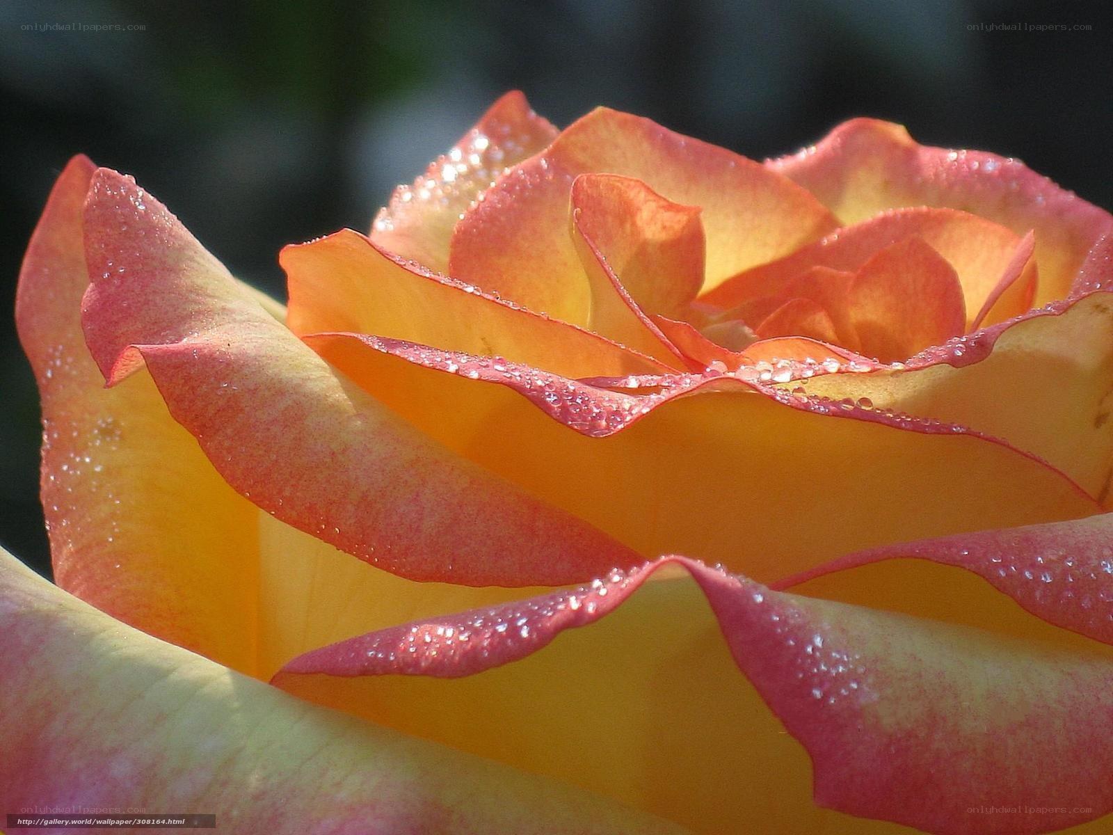 Dewy rose in sunlight