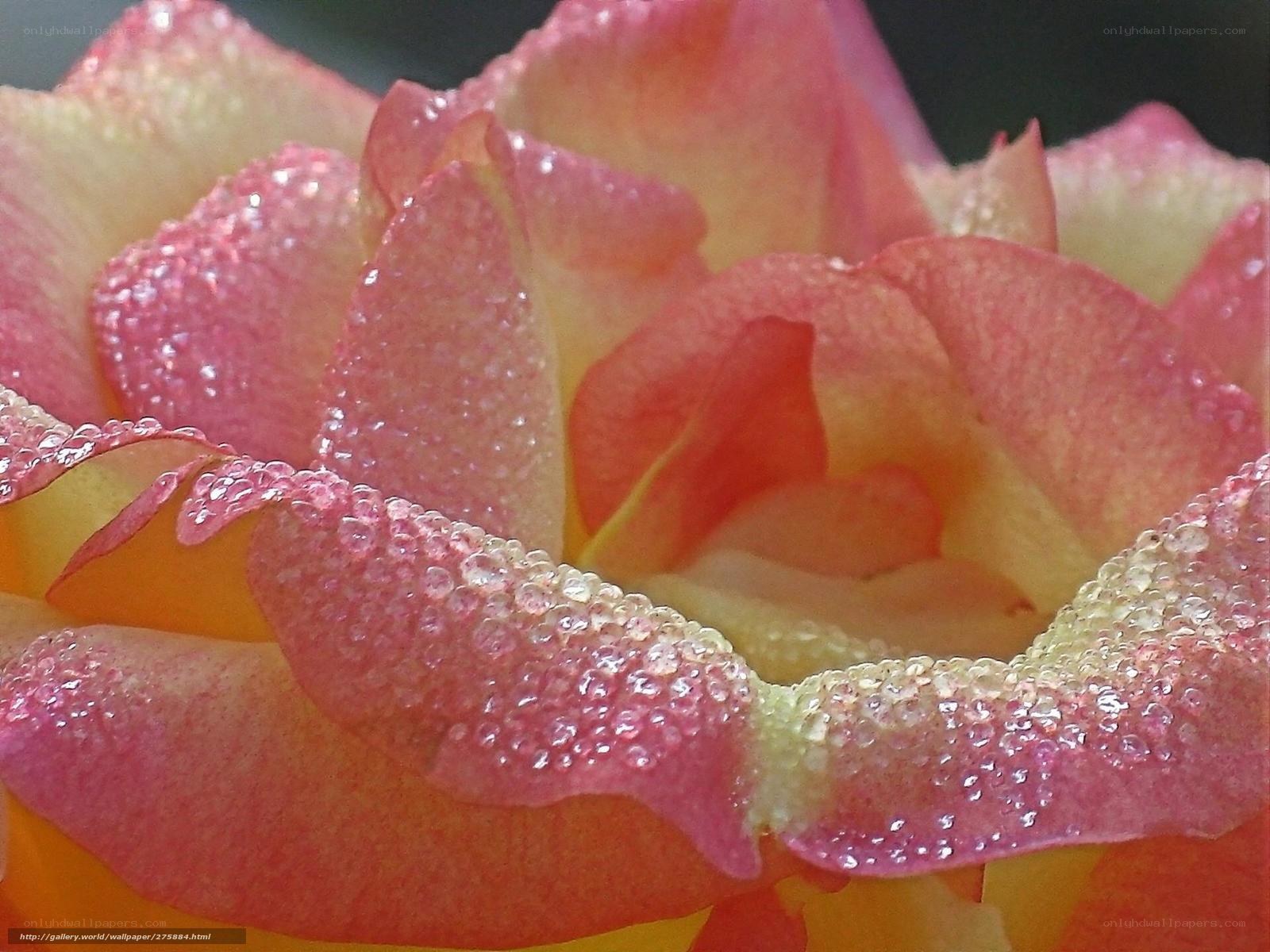 Dewy rose petals close-up