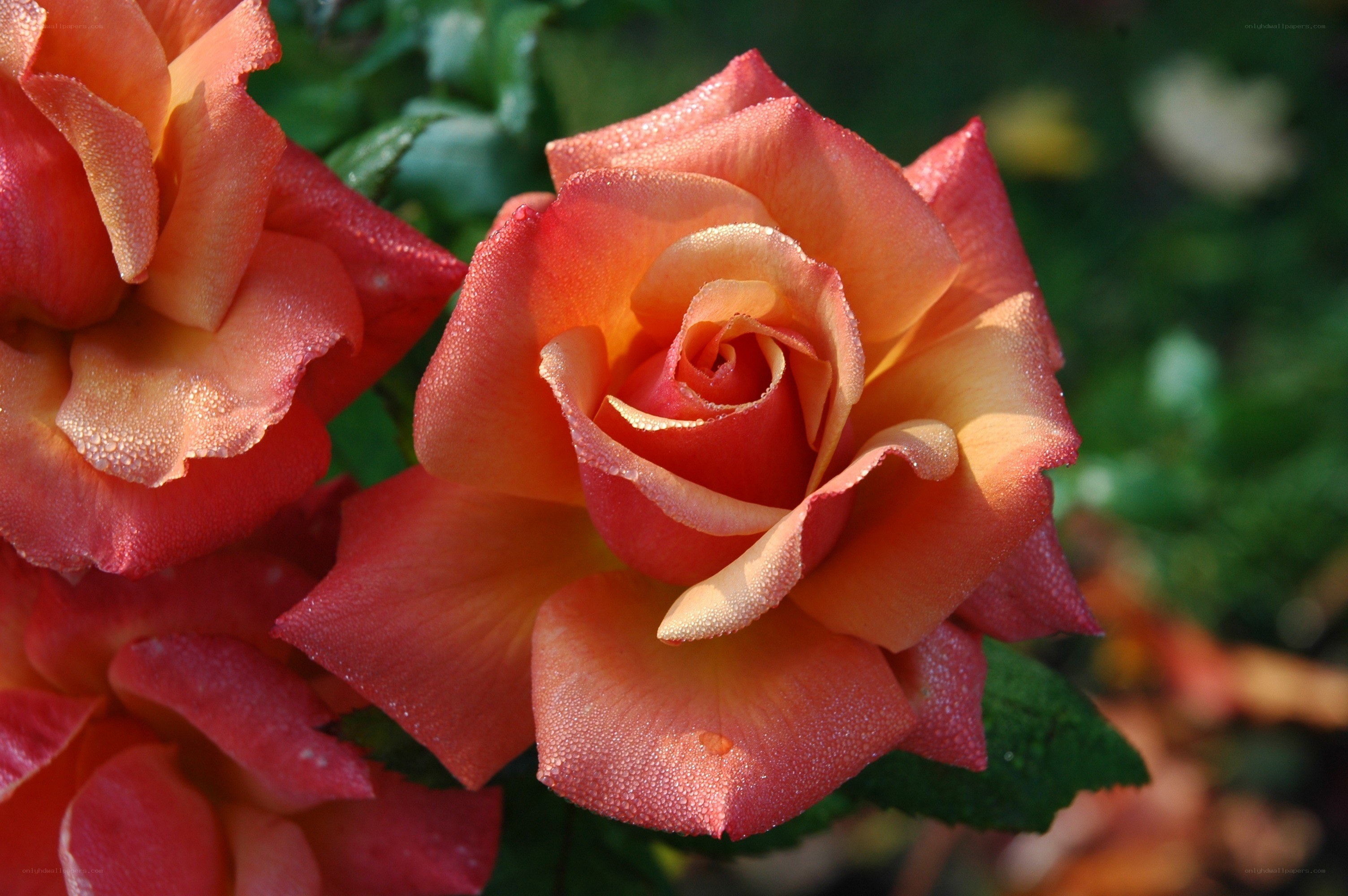 Dewy rose petals in sunlight
