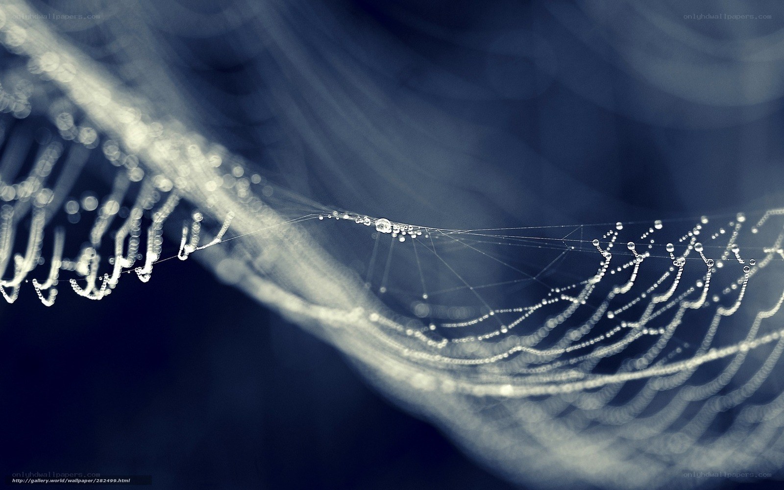 Dewy spider web at dawn