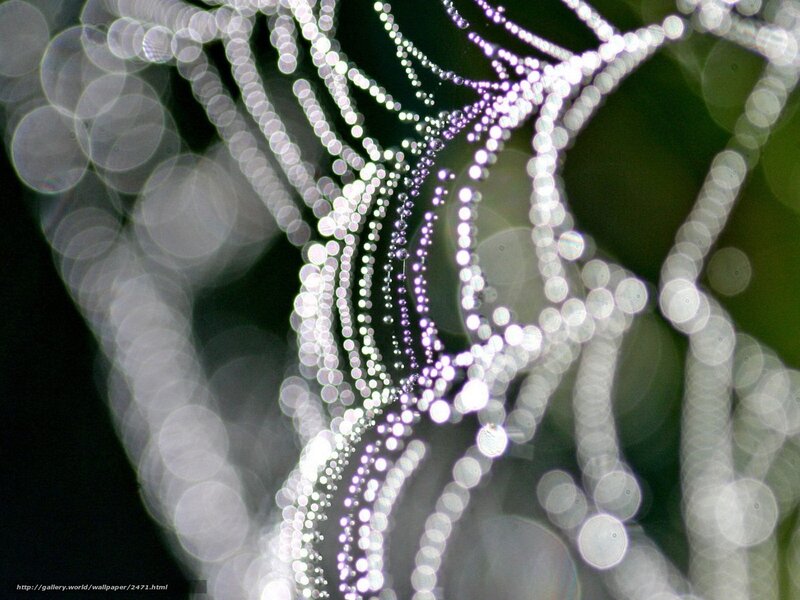 Dewy spider web at dawn