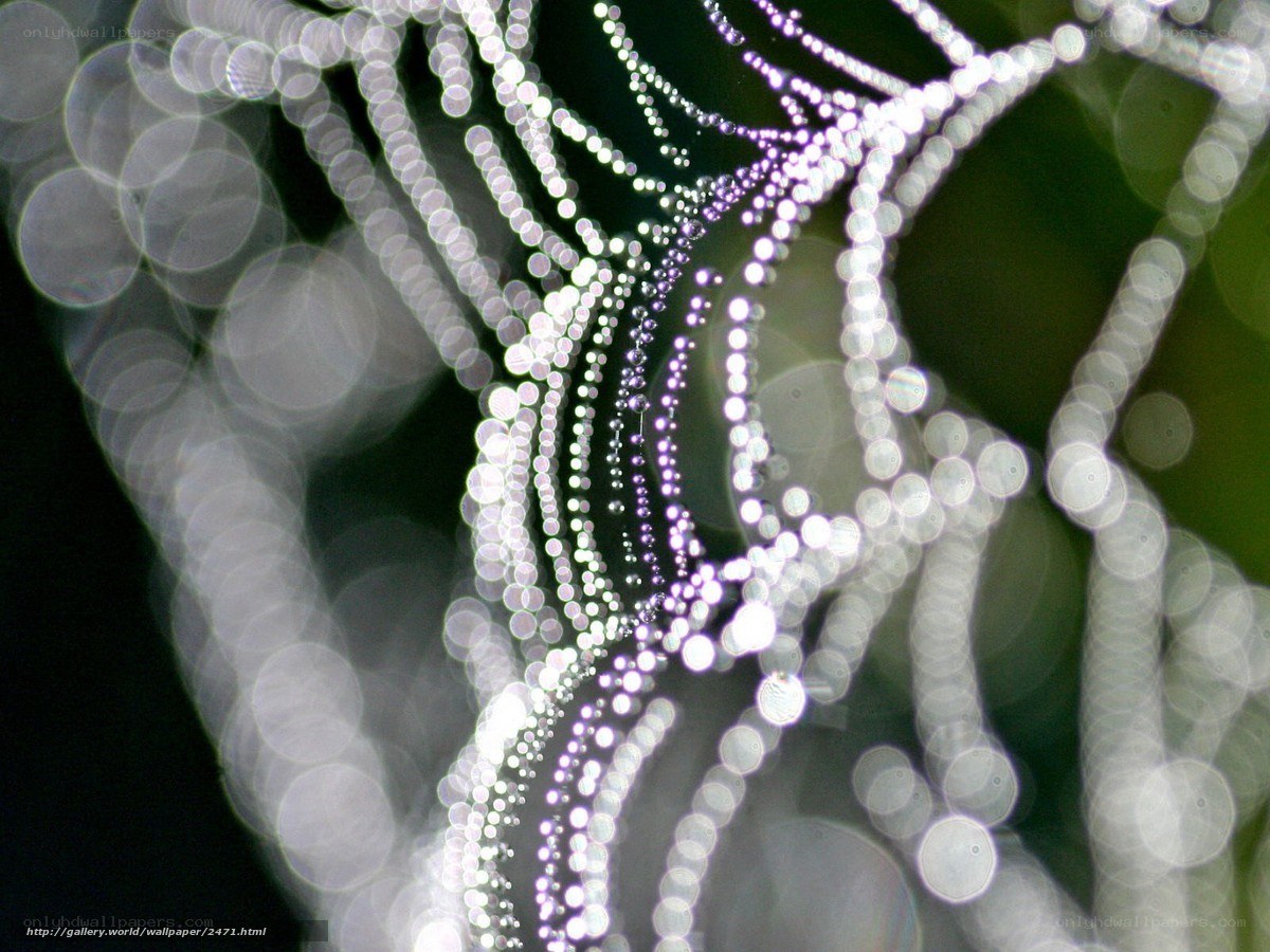 Dewy spider web at dawn