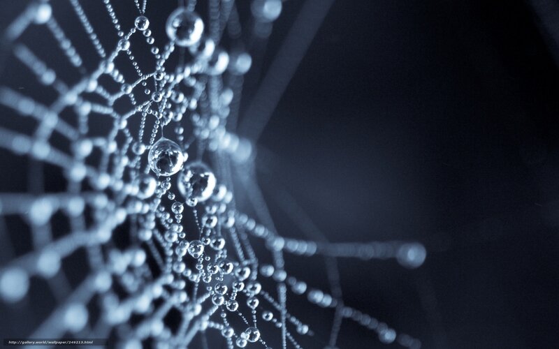 Dewy spider web close-up