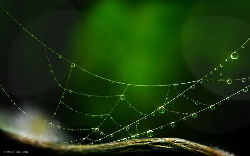 Dewy spider web in green light